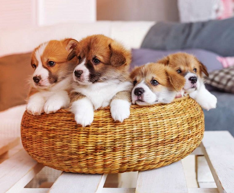 A Professional Dog Trainer’s Guide to Training Your Dog