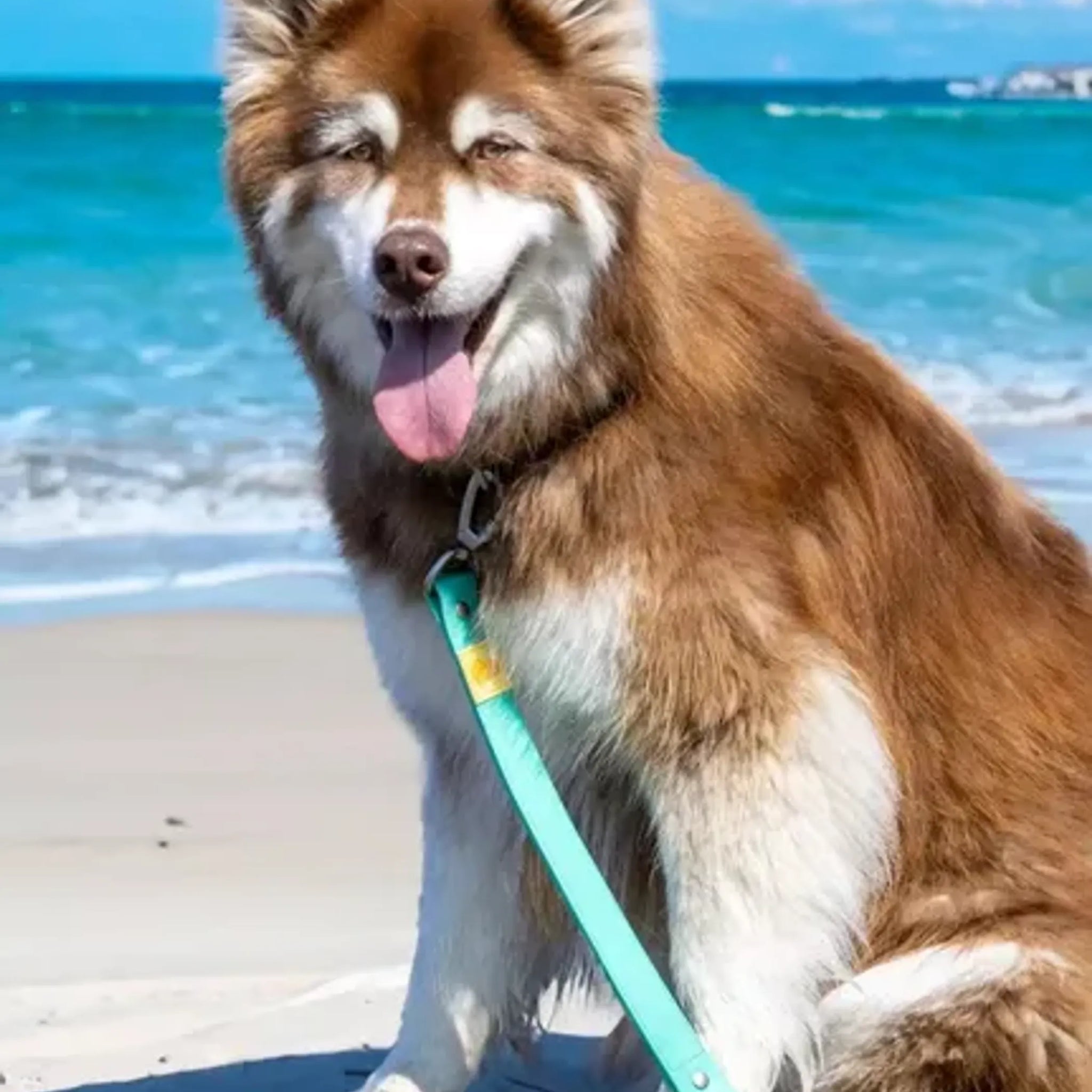 Island Vibes Waterproof Dog Leash