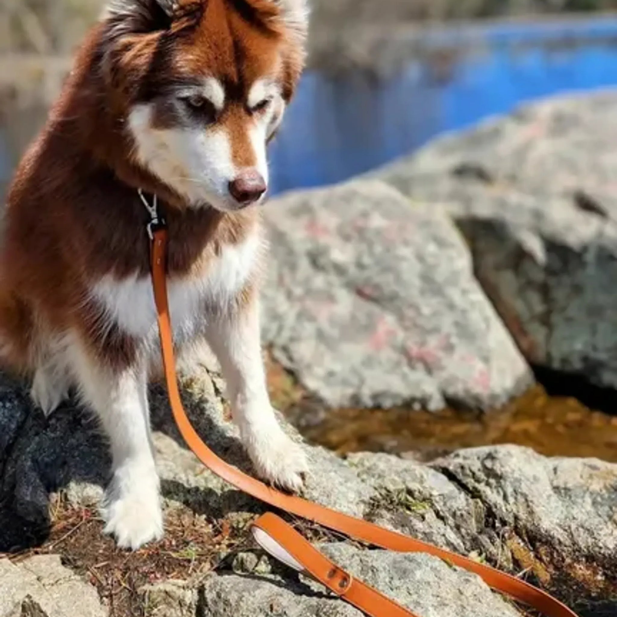Sierra Sunrise Vegan Leather Dog Leash